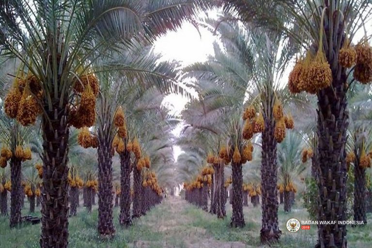 Kisah Teladan Wakaf Kebun Kurma Bairuha Abu Thalhah